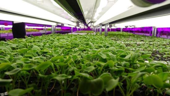 跨界創新 LED制造商進軍蔬菜與農作物種子經營