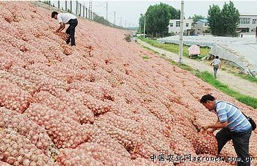 極早熟大櫻桃品種 市場潛力與農作物種子經(jīng)營策略